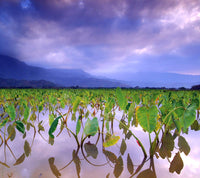 PC 12 Pack Hanalei