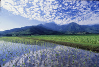 PC 12 Pack Hanalei