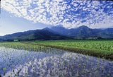 PC 12 Pack Hanalei