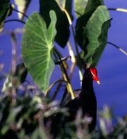 PC 12 Pack Hanalei