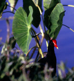 PC 12 Pack Hanalei