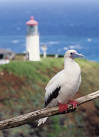 PC 12 Pack KP Lighthouse