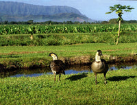 PC 12 Pack Hanalei