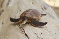 Green Sea Turtle (Brown)