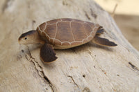 Green Sea Turtle (Brown)