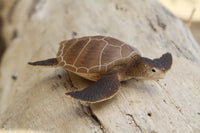 Green Sea Turtle (Brown)
