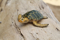 Green Sea Turtle (Green)