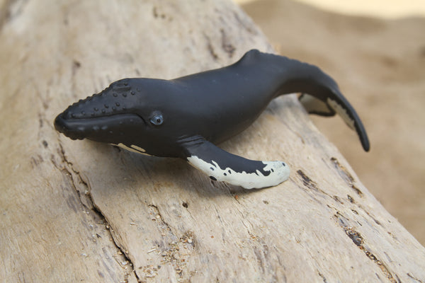 Safari Humpback Whale