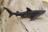 Tiger Shark Baby