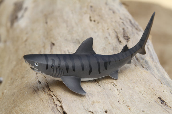 Tiger Shark Baby
