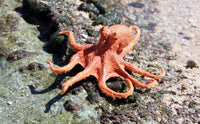Octopus Small Orange