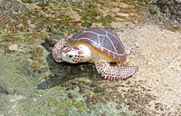 Safari Brown Sea Turtle