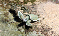 Kemp's Ridley Sea Turtle Baby