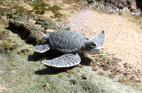 Sea Turtle Baby (Gray)