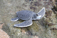 Sea Turtle Baby (Gray)