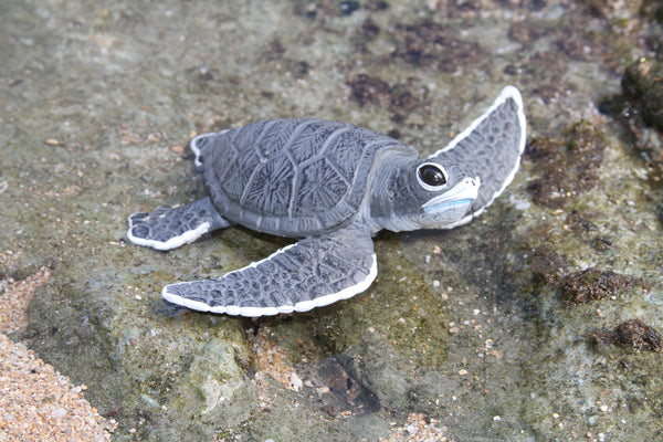 Sea Turtle Baby (Gray)