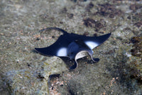 Manta Ray Hihimanu