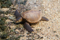 Green Sea Turtle (Brown)