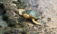 Green Sea Turtle (Green)