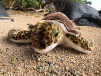 Plush Green Sea Turtle 12"