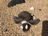 Plush Green Sea Turtle Hatchling 6"