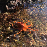 Octopus Small Orange