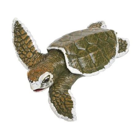 Kemp's Ridley Sea Turtle Baby